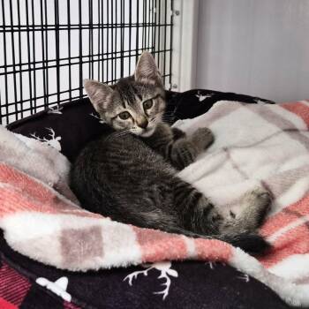 Domestic Short Hair Cats Available for Adoption in Las Cruces, New Mexico - Goldie Locks | PetCurious