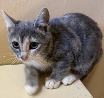 Marta -  Domestic Short Hair Cat for Adoption in Winnipeg, Manitoba - Marta | PetCurious