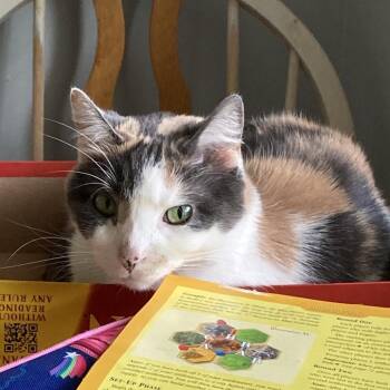 Domestic Short Hair Cats Available for Adoption in Rochester, Minnesota - M