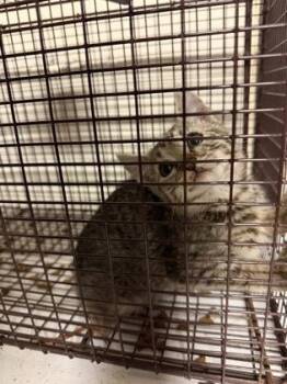 Flick It -  Domestic Short Hair Cat for Adoption in Bellevue, Washington - Flick It | PetCurious