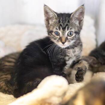 Gansito -  Domestic Short Hair Cat for Adoption in Wilmington, Delaware - Gansito | PetCurious
