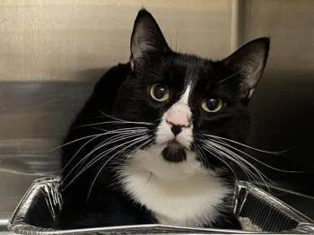 Domestic Short Hair Cats Available for Adoption in Tustin, California - BOND | PetCurious