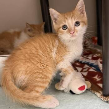 Wrangler -  Domestic Short Hair Cat for Adoption in Jacksboro, Tennessee - Wrangler | PetCurious