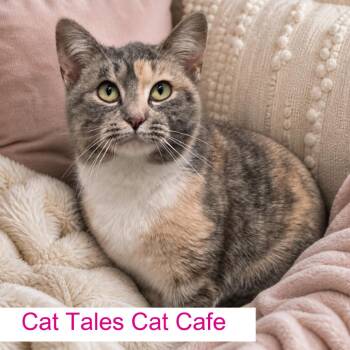 Domestic Short Hair Cats Available for Adoption in Chapel Hill, North Carolina - Delight | PetCurious