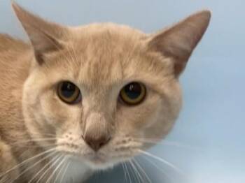 Cookie Dough -  Domestic Short Hair Cat for Adoption in Minneapolis, Minnesota - Cookie Dough | PetCurious