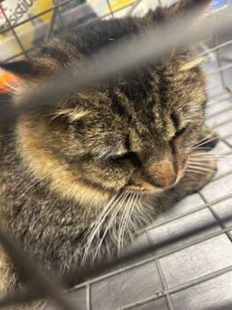 Domestic Short Hair Cats Available for Adoption - Floofman | PetCurious