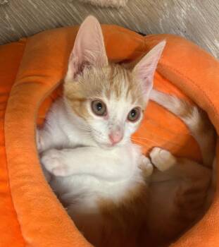 Lucien -  Domestic Short Hair Cat for Adoption in Fort Worth, Texas - Lucien | PetCurious