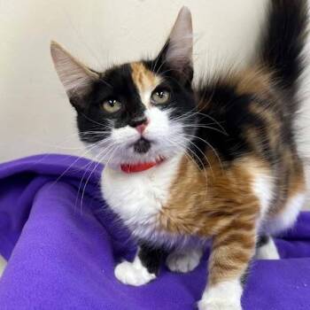 Giselle -  American Shorthair Cat for Adoption in Bethel, Connecticut - Giselle | PetCurious