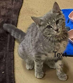 Rescue Tabby Cats for Adoption in Beckley, West Virginia - Kellyanne | PetCurious