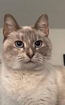Siamese Cats Available for Adoption - Palmer | PetCurious