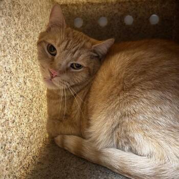 Mercury -  Domestic Medium Hair Cat for Adoption in Reno, Nevada - Mercury | PetCurious