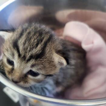 Turvy -  Domestic Medium Hair Cat for Adoption in Kanab, Utah - Turvy | PetCurious