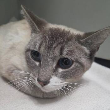 Milk -  Siamese Cat for Adoption in Brea, California - Milk | PetCurious
