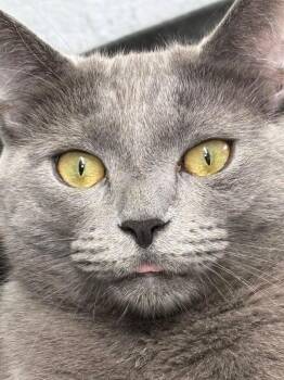 Elliot Stabler -  Domestic Short Hair Cat for Adoption in Hampton, Virginia - Elliot Stabler | PetCurious