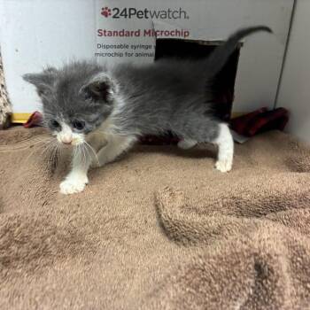 Emerald Kewpie -  Domestic Short Hair Cat for Adoption in Pacific Grove, California - Emerald Kewpie | PetCurious
