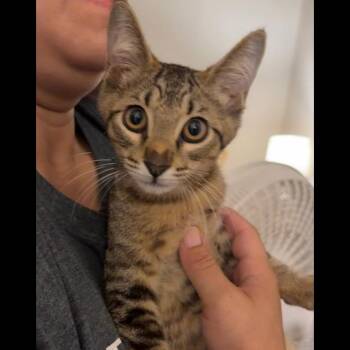 Rio -  Domestic Medium Hair Cat for Adoption in Midland, Texas - Rio | PetCurious