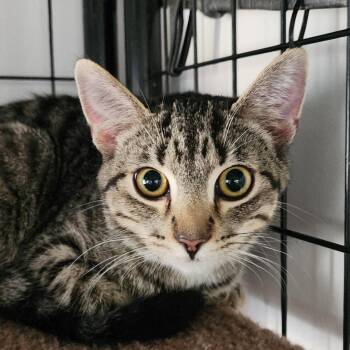 Rescue Domestic Short Hair Cats for Adoption in Baldwin, Wisconsin - Ninja | PetCurious