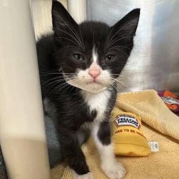Tanto -  Domestic Short Hair Cat for Adoption in Walnut Creek, California - Tanto | PetCurious