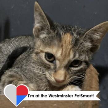 Voulez-Vous -  Domestic Short Hair Cat for Adoption in Fort Collins, Colorado - Voulez-Vous | PetCurious