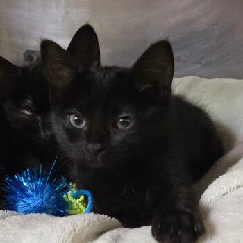 Selena -  Domestic Short Hair Cat for Adoption in San Jacinto, California - Selena | PetCurious