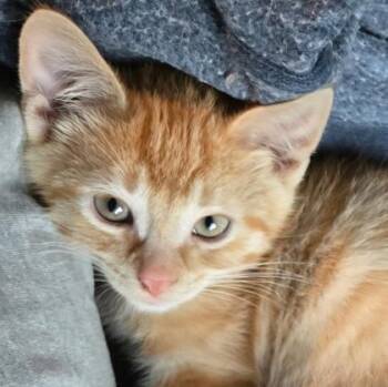 Timothy -  Domestic Short Hair Cat for Adoption in Verona, Wisconsin - Timothy | PetCurious