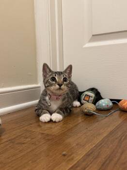 Tiny -  Domestic Short Hair Cat for Adoption in Richmond, Virginia - Tiny | PetCurious