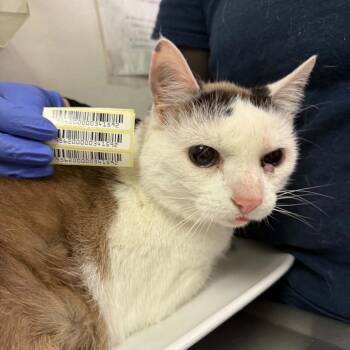 Ice King -  Domestic Medium Hair Cat for Adoption in Charleston, West Virginia - Ice King | PetCurious