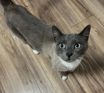 Nimbus -  Domestic Short Hair Cat for Adoption in St. Helens, Oregon - Nimbus | PetCurious