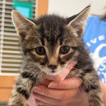Marshmallow -  Domestic Short Hair Cat for Adoption in Idaho Falls, Idaho - Marshmallow | PetCurious