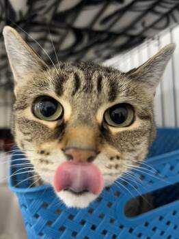 Rescue Domestic Short Hair Cats for Adoption in Lansing, Michigan - Mila | PetCurious