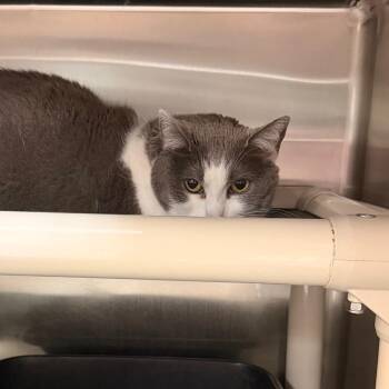 Sylvia -  Domestic Short Hair and Mixed Breed Cat for Adoption in Indianapolis, Indiana - Sylvia | PetCurious