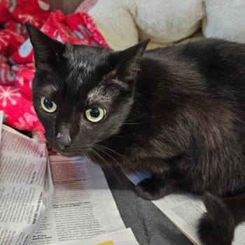 Rescue Domestic Short Hair Cats for Adoption in Newport, Tennessee - Moon Pie | PetCurious