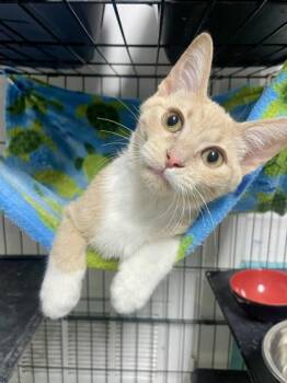 Creamsicle -  Domestic Short Hair Cat for Adoption in Plano, Texas - Creamsicle | PetCurious