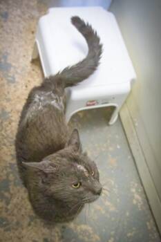 Domestic Short Hair Cats Available for Adoption in Greenville, Delaware - Farrier (FCID# 05/18/2026 - 24 Trainer) | PetCurious