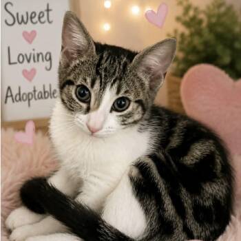 Sally -  Domestic Short Hair and Tabby Cat for Adoption in Antioch, California - Sally | PetCurious