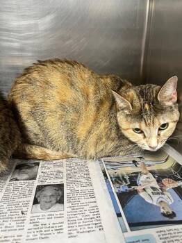 Domestic Short Hair Cats Available for Adoption - Foxy | PetCurious