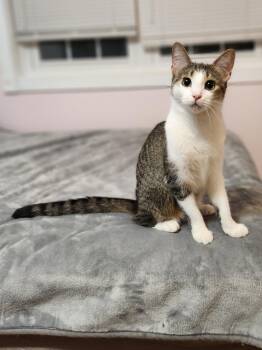 Camila -  Domestic Short Hair Cat for Adoption in Sudbury, Massachusetts - Camila | PetCurious