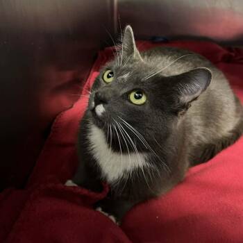 Domestic Short Hair Cats Available for Adoption - Bella | PetCurious