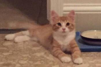 Maine Coon Cats Available for Adoption - Benjamin | PetCurious