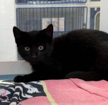 Danny -  Domestic Short Hair Cat for Adoption in Erin, Ontario - Danny | PetCurious