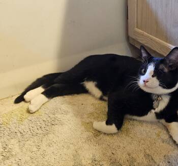 Tuxedo and Domestic Short Hair Cats Available for Adoption - Ajax Goodyear | PetCurious