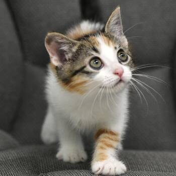 Kuromi -  Domestic Medium Hair Cat for Adoption in Chilliwack, British Columbia - Kuromi | PetCurious