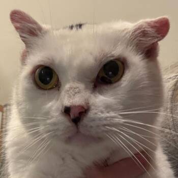 Limbo -  Domestic Short Hair and Mixed Breed Cat for Adoption in Louisville, Kentucky - Limbo | PetCurious
