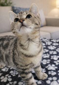 Domestic Short Hair and Tabby Cats Available for Adoption - Kitten Merge | PetCurious