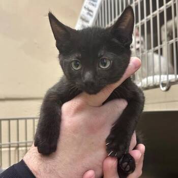 Morehouse -  Domestic Short Hair Cat for Adoption in Walnut Creek, California - Morehouse | PetCurious