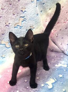 260918  Yang -  Domestic Short Hair Cat for Adoption in Wetumpka, Alabama - 260918  Yang | PetCurious