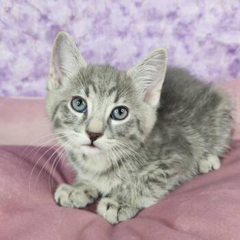 Dopey -  Domestic Short Hair Cat for Adoption in Fort Wayne, Indiana - Dopey | PetCurious