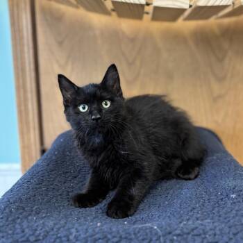 Cashwise--In Foster -  Domestic Medium Hair Cat for Adoption in Fargo, North Dakota - Cashwise--In Foster | PetCurious