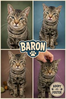 Baron (FCID# 08/10/2026 - 12 Trainer) -  Tabby Cat for Adoption in Greenville, Delaware - Baron (FCID# 08/10/2026 - 12 Trainer) | PetCurious
