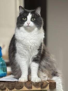 Raspberry -  Domestic Medium Hair Cat for Adoption in Southlake, Texas - Raspberry | PetCurious